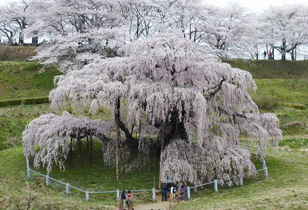 桜