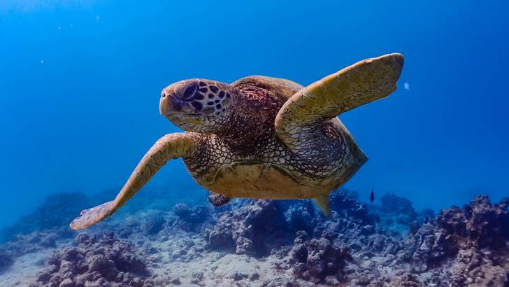 亀は泳ぎやすくするため特殊な進化を遂げ甲羅を持った唯一 の生き物だった 50男の気になるキーワード